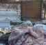 Телегу с трупами домашних собак обнаружили в сахалинском приюте волонтеры и пришли в шок - News.Astv.Ru