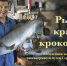 РЫБЫ, КРАБЫ, КРОКОДИЛ - Краеведческий музей