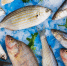 Экспорт рыбы и морепродуктов из Приморья и с Сахалина снизился в 1,5 раза - РИА Сахалин-Курилы