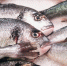 Более 11 тысяч тонн рыбы и морепродуктов экспортировали с Сахалина и из Приморья - РИА Сахалин-Курилы
