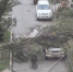 В Южно-Сахалинске огромное дерево рухнуло прямо на внедорожник - News.Astv.Ru