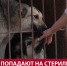 На Сахалине контроль, карантин и первичное лечение бездомных животных хотят отдать муниципалитетам - News.Astv.Ru