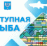 Где в Южно-Сахалинске сегодня можно приобрести рыбу по доступной цене - Администрация г.Южно-Сахалинск